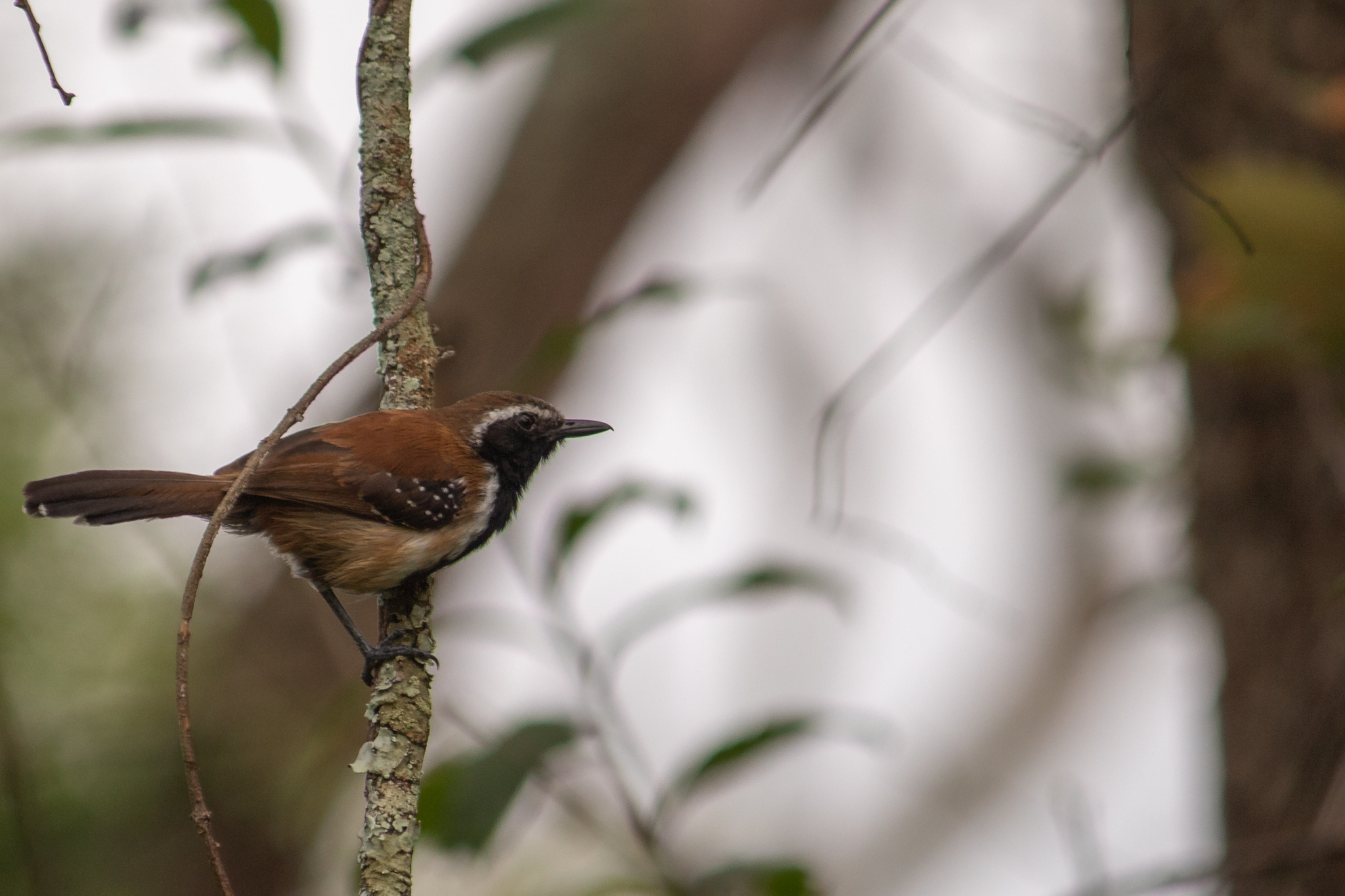 Rusty-backed Antwren (Formicivora rufa), photo 9