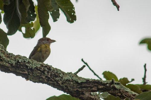 Rufous-browed Peppershrike (Cyclarhis gujanensis), photo 9