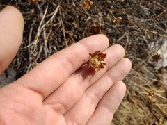 Dasiphora phyllocalyx