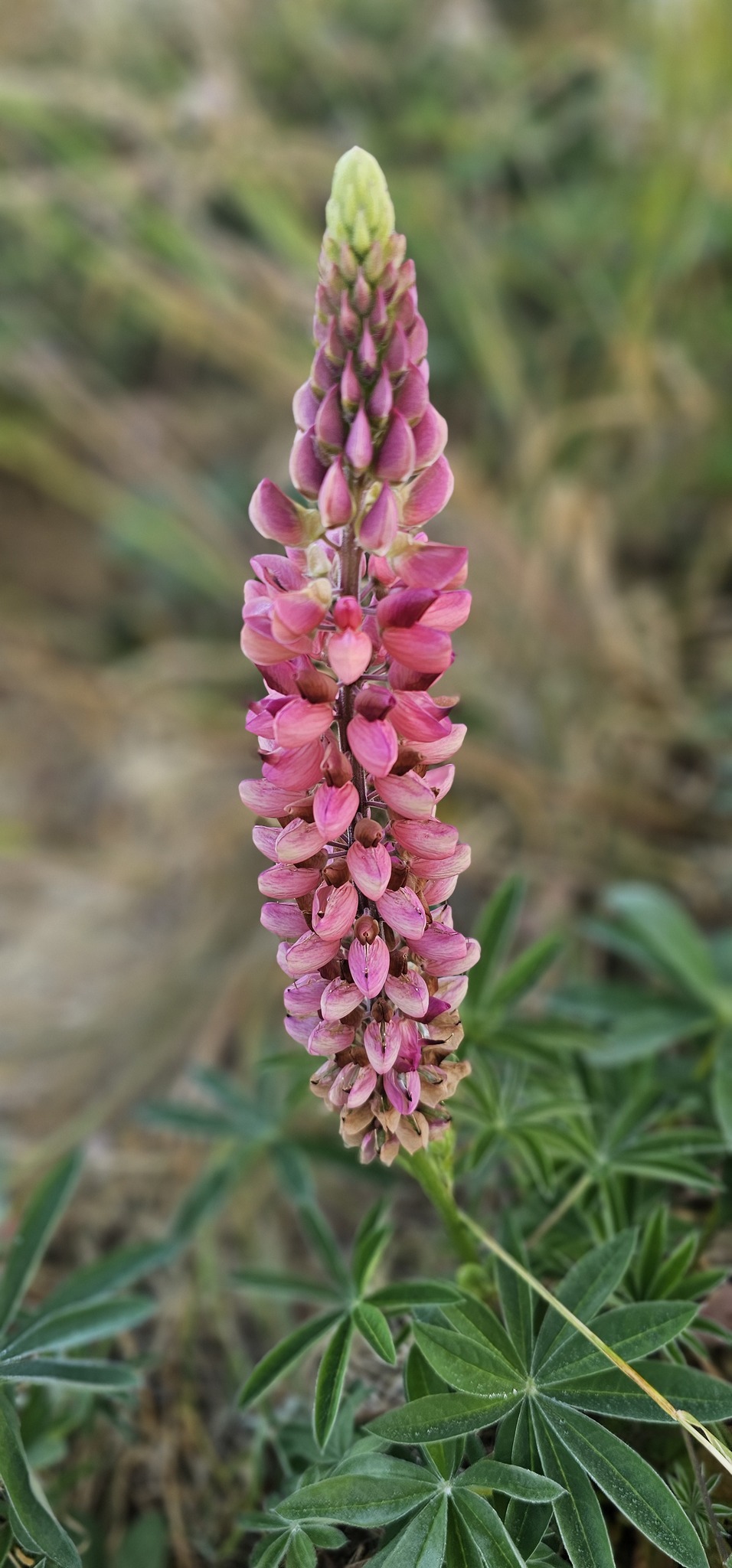 Garden lupin