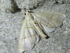 Gonepatica opalina