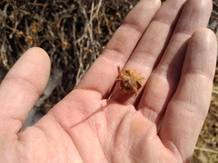 Dasiphora phyllocalyx