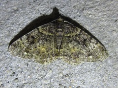 Parectropis nigrosparsa