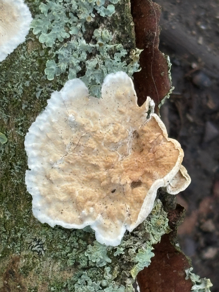 Byssomerulius corium · January 2026 · photo: © josehigas (iNaturalist, cc-by)
