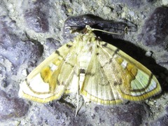 Pycnarmon pantherata