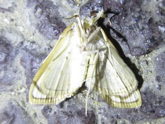 Pycnarmon pantherata