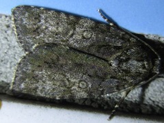 Acronicta rumicis