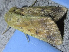 Helicoverpa assulta