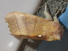 Euhampsonia cristata