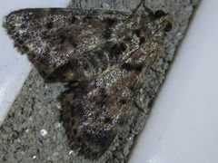 Termioptycha