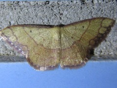 Pylargosceles steganioides