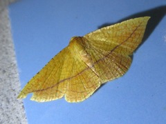 Striglina cancellata