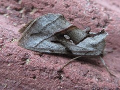 Macdunnoughia purissima