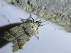 Deltoplastis apostatis