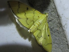 Patania chlorophanta
