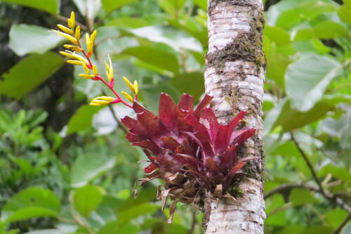 Vriesea rodigasiana, photograph 4