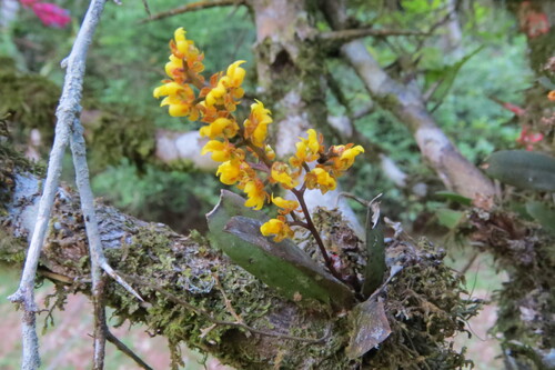 Trichocentrum pumilum, photograph 1