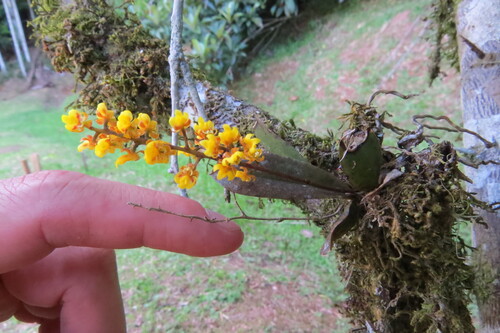 Trichocentrum pumilum, photograph 2