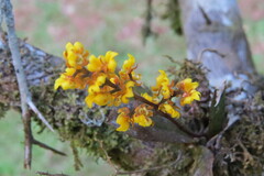 Trichocentrum pumilum