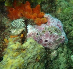 Dysideidae