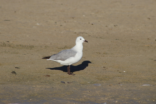 iNaturalist: (c) rynoe, some rights reserved (CC BY-NC) iNaturalist image