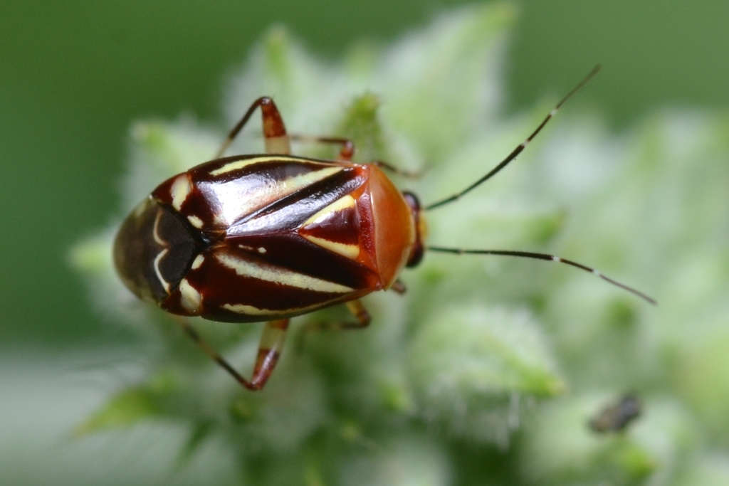 Horciasoides hexavittatus