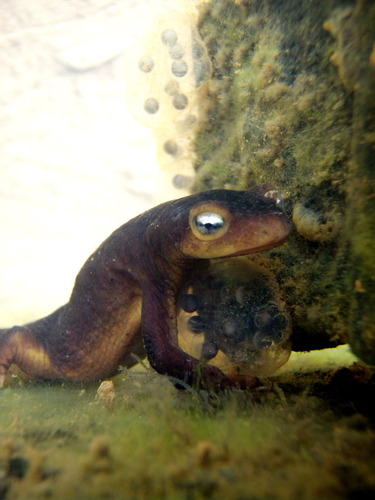 iNaturalist observation photo of Sierra Newt