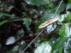 Thelotornis capensis capensis