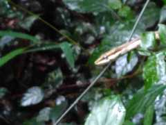 Thelotornis capensis capensis