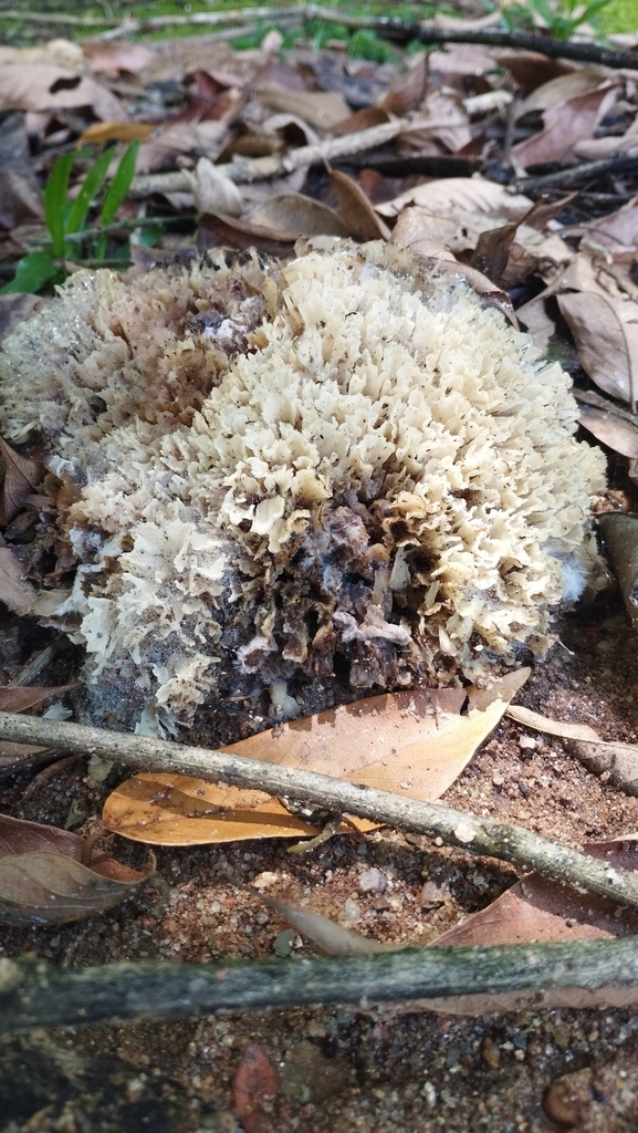 Irpex rosettiformis · January 2025 · photo: © jonathan_ehlert (iNaturalist, cc-by-nc)