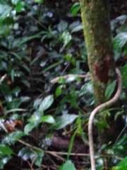 Thelotornis capensis capensis