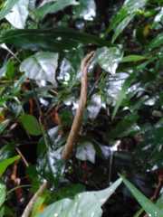 Thelotornis capensis capensis