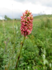 Sanguisorba tenuifolia