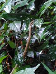 Thelotornis capensis capensis
