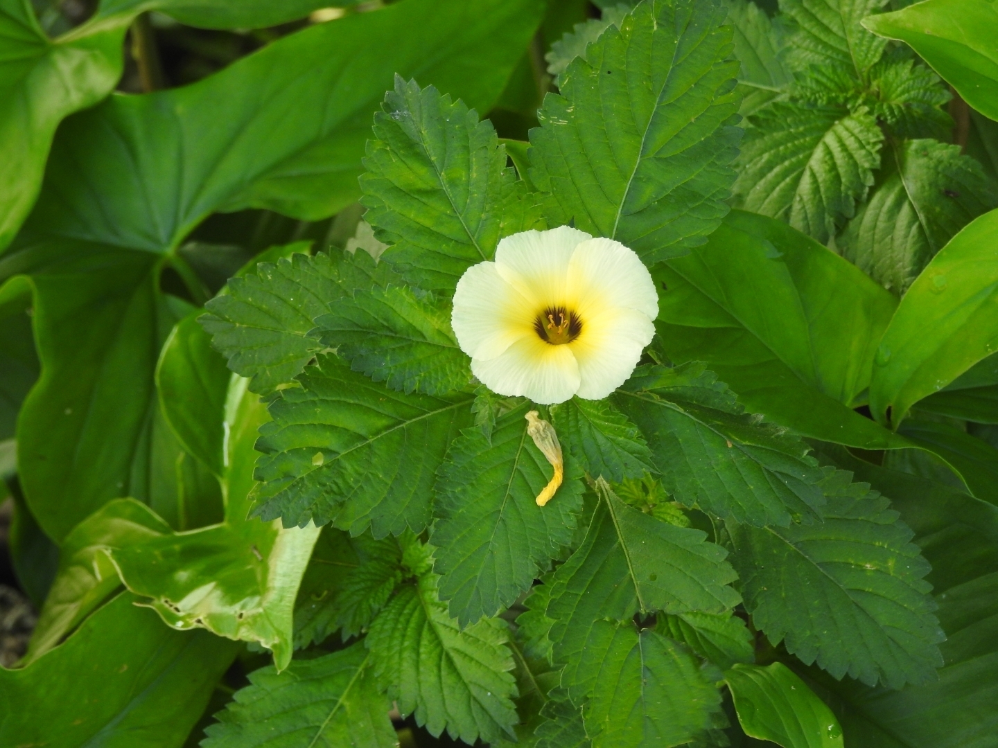 Turnera subulata