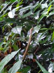 Thelotornis capensis capensis