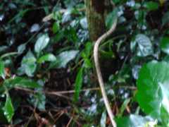 Thelotornis capensis capensis