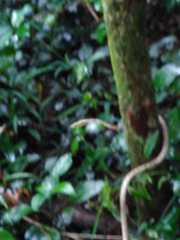 Thelotornis capensis capensis