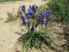 Gentiana decumbens