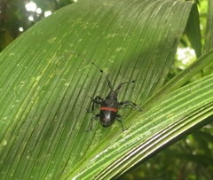 Parachalastinus rubrocinctus