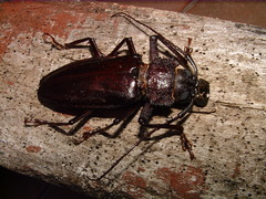 Mallodonopsis mexicanus