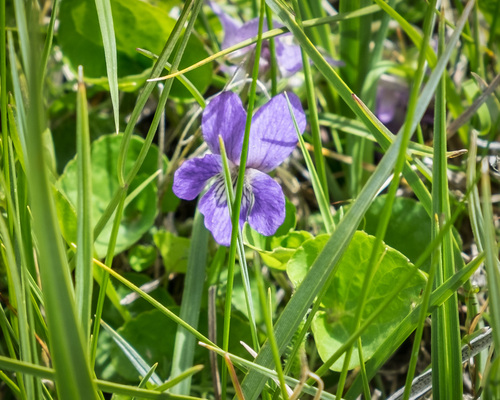 northern bog violet (Viola nephrophylla)