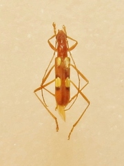 Pronuba gracilis