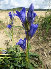 Gentiana decumbens
