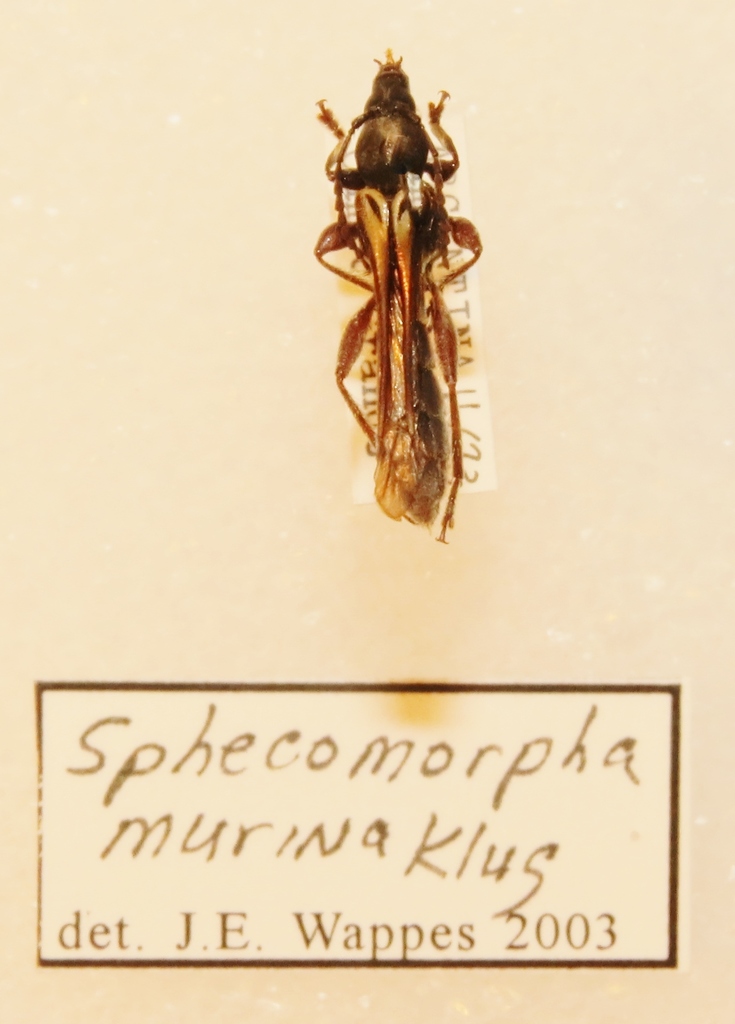 Sphecomorpha