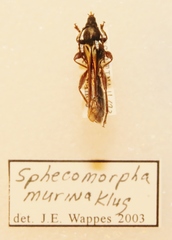 Sphecomorpha murina