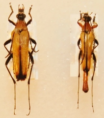 Strangalia cantharidis