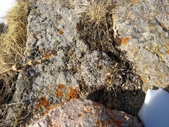Leontopodium