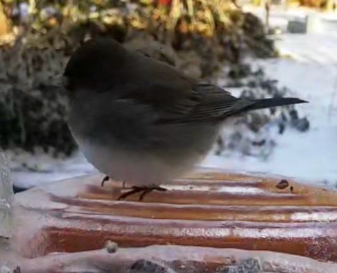 Dark-eyed Junco