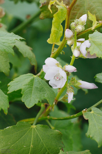 streambank wild hollyhock (Iliamna rivularis)